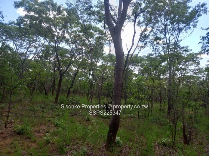 Vast 25 hectares Farm Land in  Ngezi, Chegutu – your agricultural haven is here